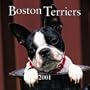 Boston Terrier 2001 Calendar
