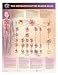 The Development of Blood Cells Anatomical Chart Laminated