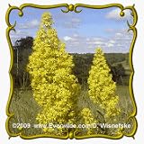 Showy Goldenrod (Solidago speciosa) Jumbo Wildflower Seed Packet - 2000 Seeds