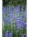 Photographic Prints of Lavender (Lavandula sp.) from Science Photo Library