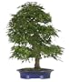 Brussel's Japanese Maple Specimen Tree