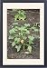 Framed Prints of Jatropha Curcas - plants nuts are used for high quality Biofuel from David Tipling