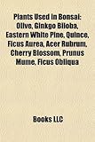 Plants Used in Bonsai: Olive, Ginkgo Biloba, Eastern White Pine, Quince, Ficus Aurea, Acer Rubrum, Cherry Blossom, Prunus Mume, Ficus Obliqua-