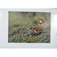 COLORED CORN CRAKE LAND RAIL OLD PRINT FINE ART c1957