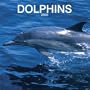 Dolphins
