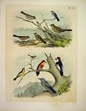 10 STUDER-JASPER BIRDS OF AMERICA 1878 SPARROW FINCH