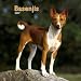 Basenjis 2007 Calendar