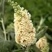 Flutterby Grande 'Vanilla Cobbler' Butterfly Bush - Buddleia - Potted