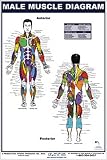 Male Muscle Diagram