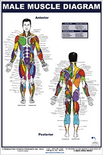 blank muscle diagrams