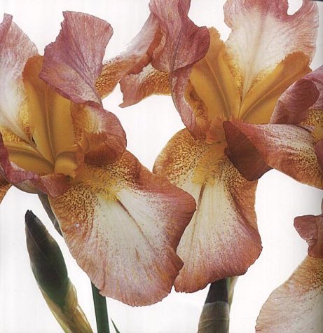 Iris: The Classic Bearded Varieties
