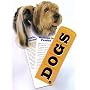 Dogs: 47 Favorite Breeds, Appearance, History, Personality & Lore (Fandex Family Field Guides)