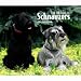 schnauzer15  - For the Love of Schnauzers 2010 Deluxe Wall