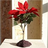Artificial Plants - Garden Poinsettia - Poinsettia Plant