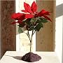 Artificial Plants - Garden Poinsettia - Poinsettia Plant