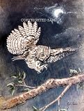 Barn Owl - Drawing by Cindy Farmer