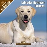 Labrador Retriever (Yellow) 2008 Wall Calendar