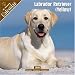 Labrador Retriever (Yellow) 2008 Wall Calendar