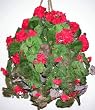 Red Geranium Hanging Basket