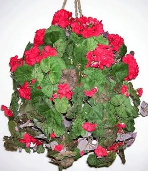 Red Geranium Hanging Basket