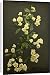 Canvas Prints of Rosa Banksiae Lutea (Lady Banks Rose) from Mary Evans