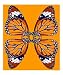 4 monarch butterflies in orange Home & Hearth Giclee Poster Print by Rhonda Watson, 16x20