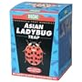 Asian Ladybug Trap