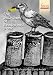 The Jackdaws of Bealswood Bank