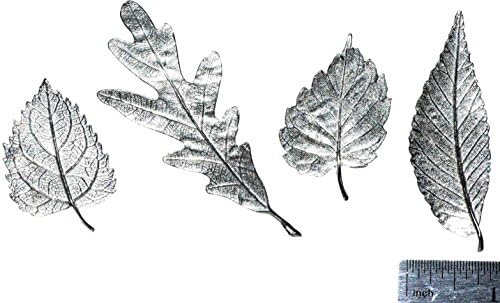 Nature-inspired Tree Leaf Magnet Set of 4 Large Size. Made in USA of Pewter: Hackberry, Oak, Birch &amp; Elm.
