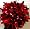 Red (2nd pom pon)