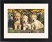 Framed Prints of Golden Retriever DOG - puppies in flower bed from Ardea Wildlife Pets