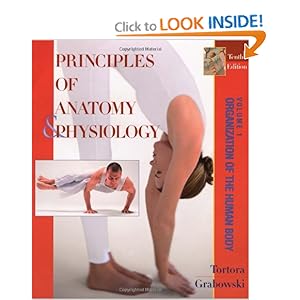 Human Body Organization