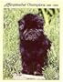 Affenpinscher Champions, 1999-2004