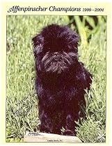 Affenpinscher Champions, 1999-2004