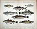 Acanthopterygii Pharyngognathi Stargazer Cod Hake Ling