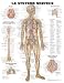 Book Le Systeme Nerveux