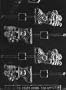 STUFFED STOCKING POP Christmas Candy Mold Chocolate