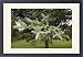 Framed Prints of MAB-635 Spanish Fir - Branches and leaves from Ardea Wildlife Pets