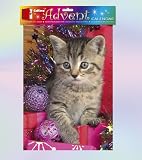 Kitten Advent Calendar