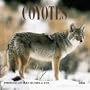 Coyotes 2001 Calendar