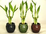 3 Colors Asian Rain Barrel Style Ceramic Vases and total 9 Lucky Bamboo
