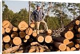 Canvas Prints of A forestry worker with a chain saw stands on a pile from ArcticPhoto