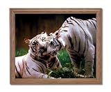 Pair Of White Tigers Hugging In Wild Home Decor Wall Picture Oak Framed Art Print