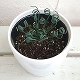 アルブカ スピラリス:フリズルシズル4号パール鉢植え