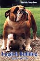 English Bulldog
