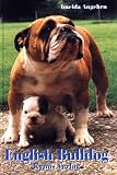 English Bulldog