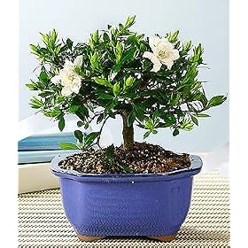 Bonsai - Gardenia Bonsai