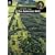 The Antonine Wall