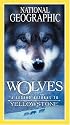Wolves - A Legend Returns to Yellowstone [VHS]