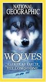 Wolves - A Legend Returns to Yellowstone